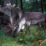 woodland-caribou-or-forest-or-woodland-caribou-rangifer-tarandus-caribou-grazing-in-wooded-area-725x494 (3)